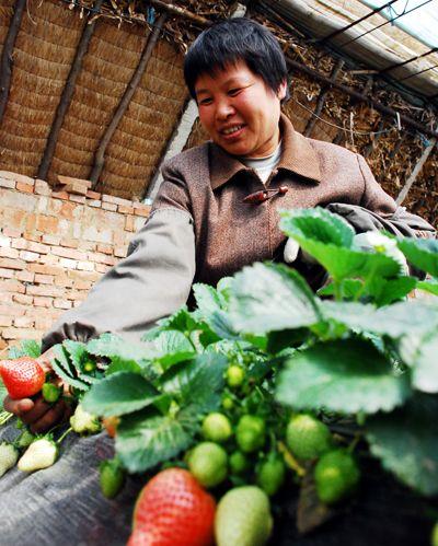 辽阳市首山农场水果种植给农民开拓了致富路-干鲜果品-养殖商务网